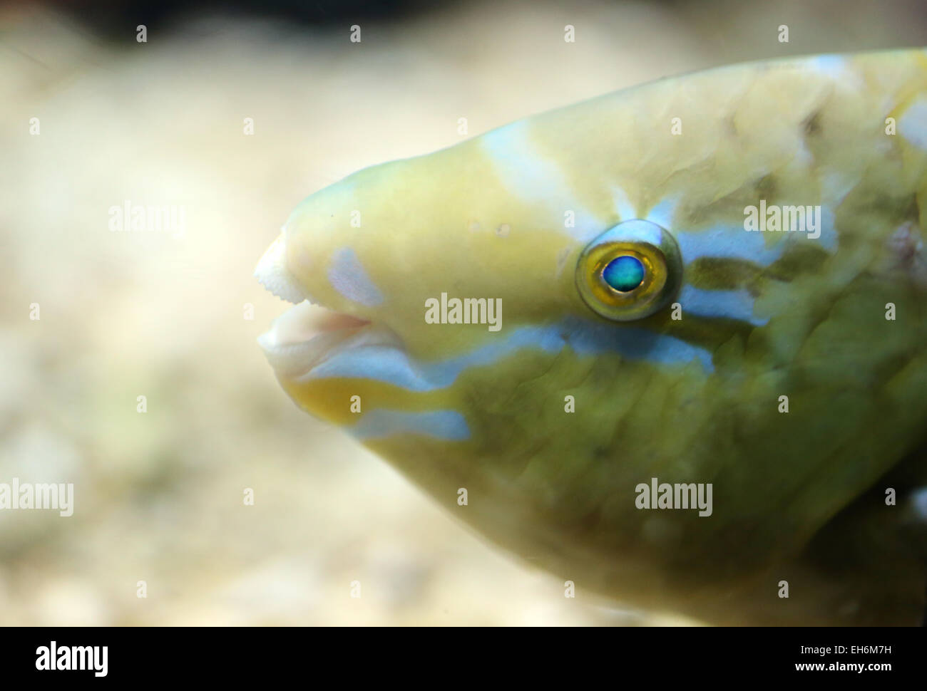 Papageienfische im Wassermann im Mittelpunkt. Stockfoto