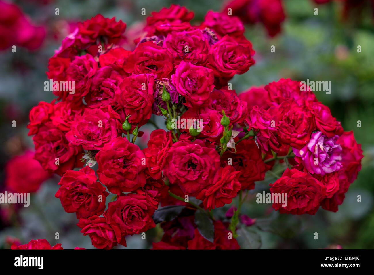 Cluster von zahlreichen scarlet Rosen Stockfoto