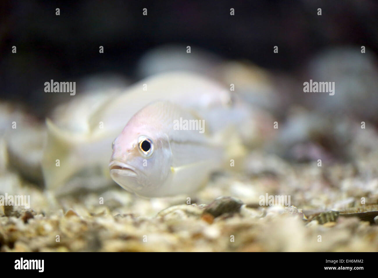 Barsche fische -Fotos und -Bildmaterial in hoher Auflösung – Alamy