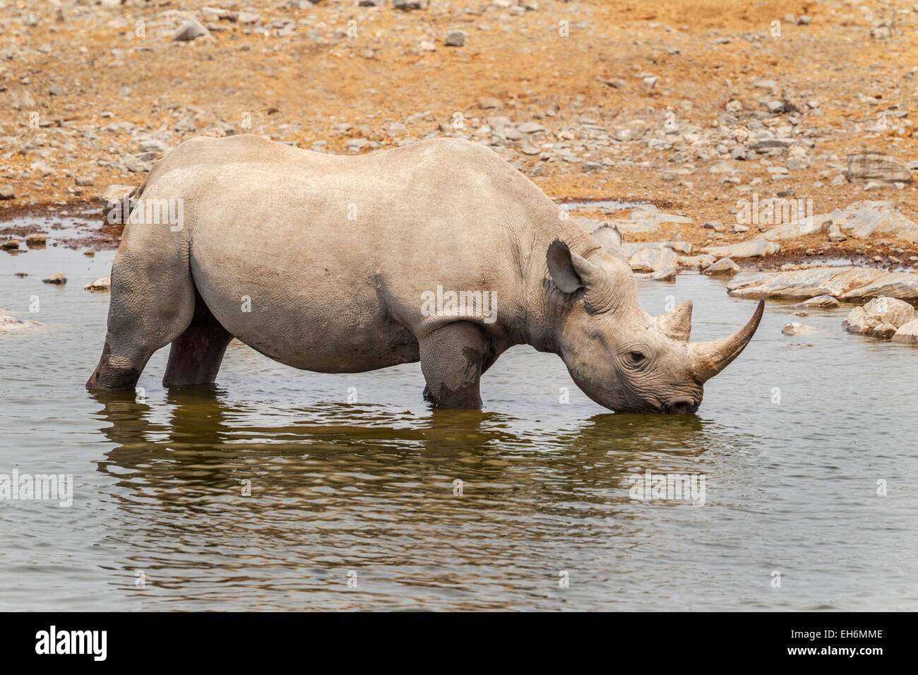 Ein Spitzmaulnashorn stehend in einem Wasserloch im Etosha Nationalpark, Namibia. Stockfoto