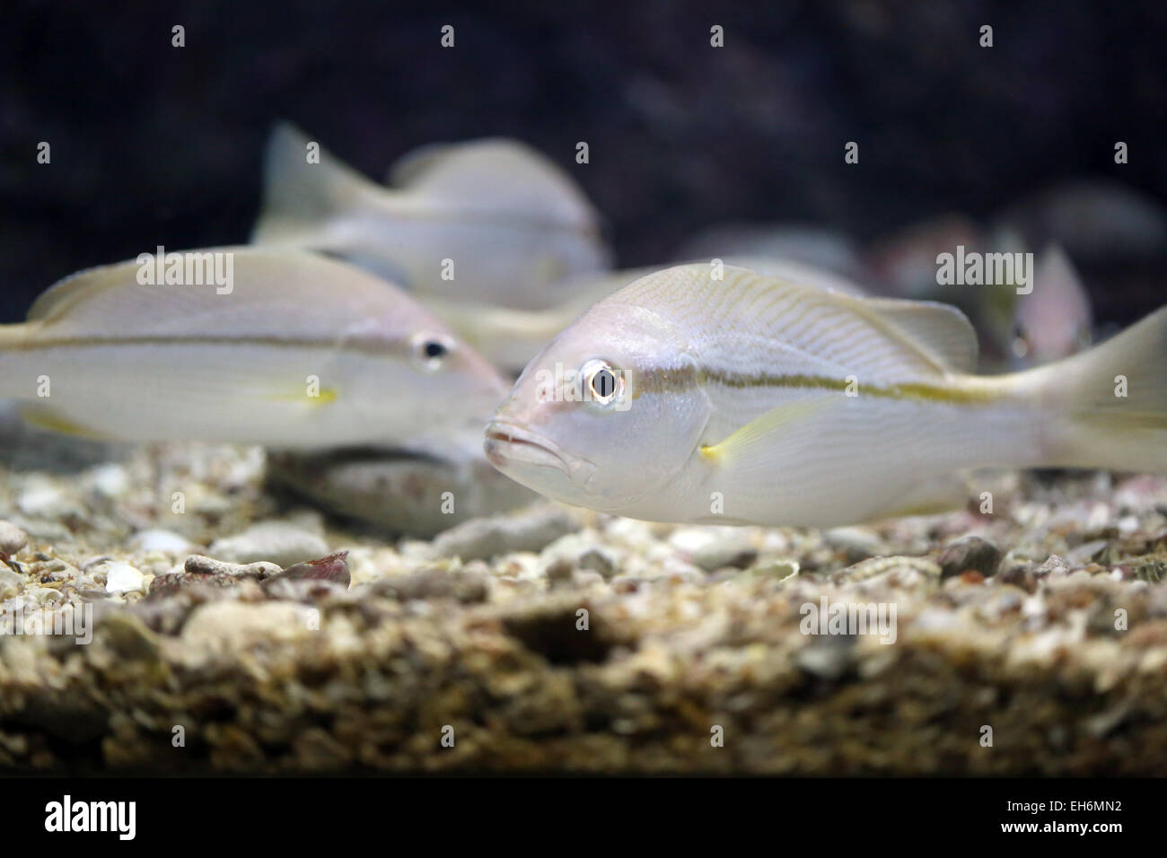 Die Russell Snapper oder Moses Barsch Fische im Aquarium. Stockfoto