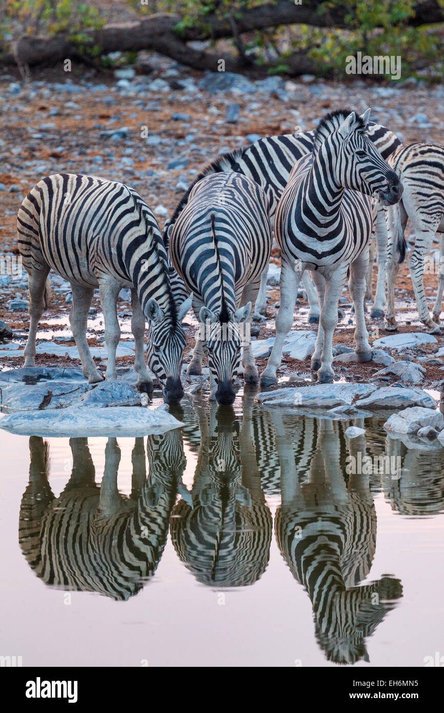 Zebras am Wasserloch im Etosha Nationalpark, Namibia. Stockfoto