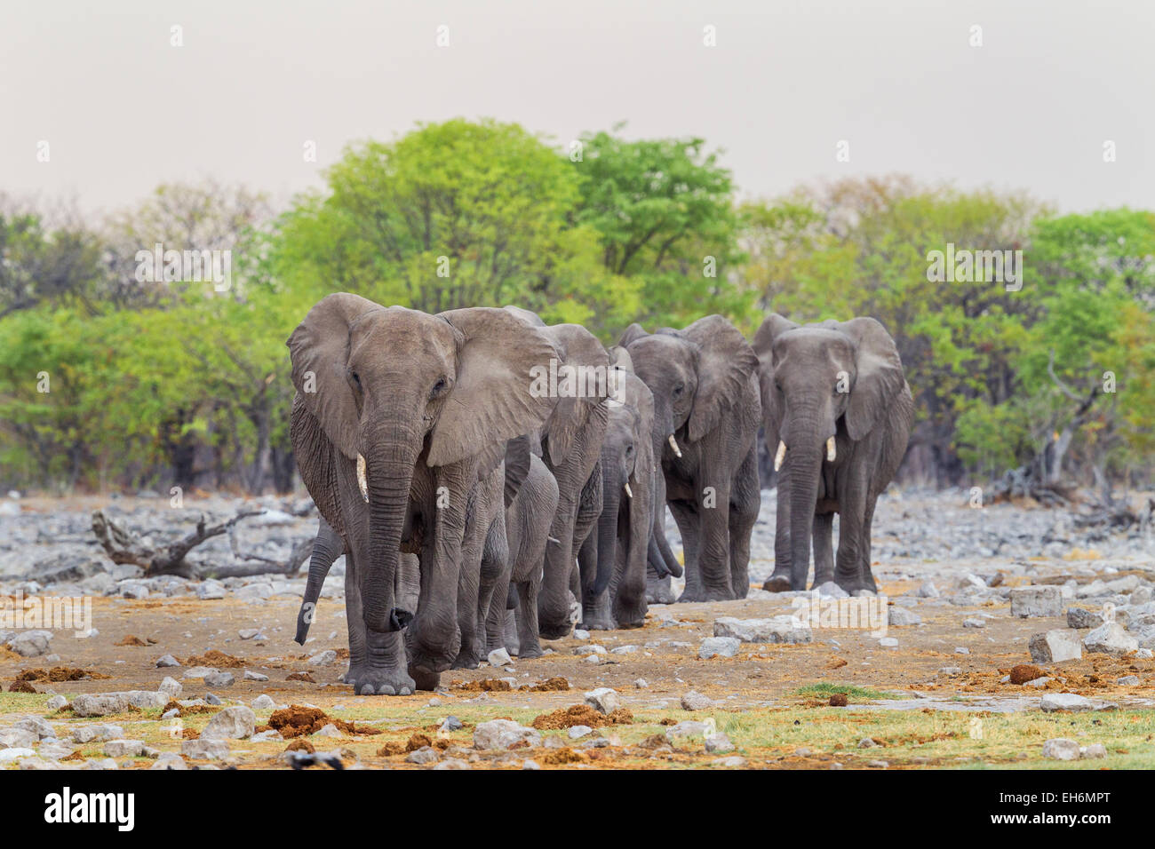 Eine Elefantenherde im Etosha Nationalpark, Namibia. Stockfoto