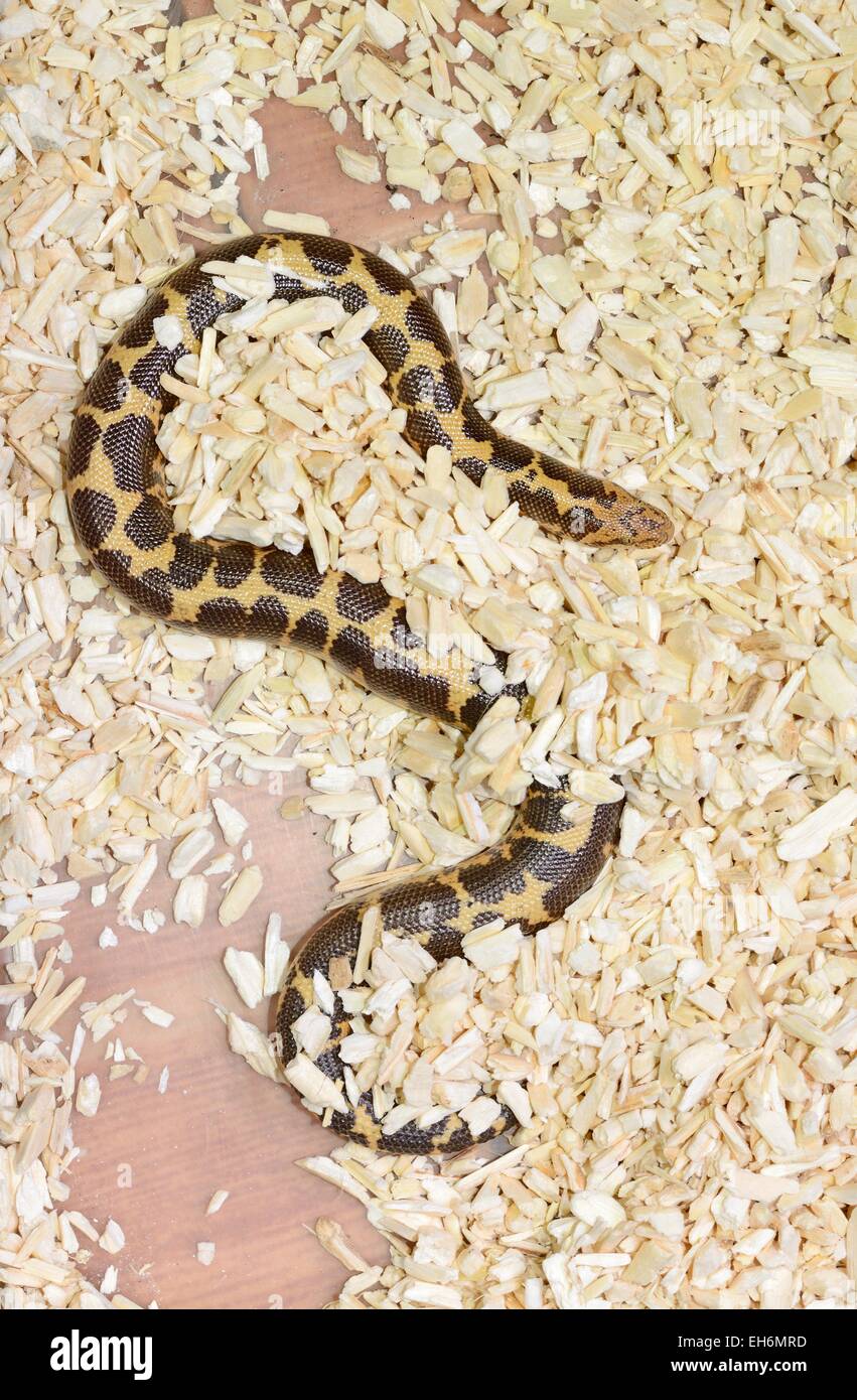 Kenianische sandboa Fotos und Bildmaterial in hoher Auflösung Alamy