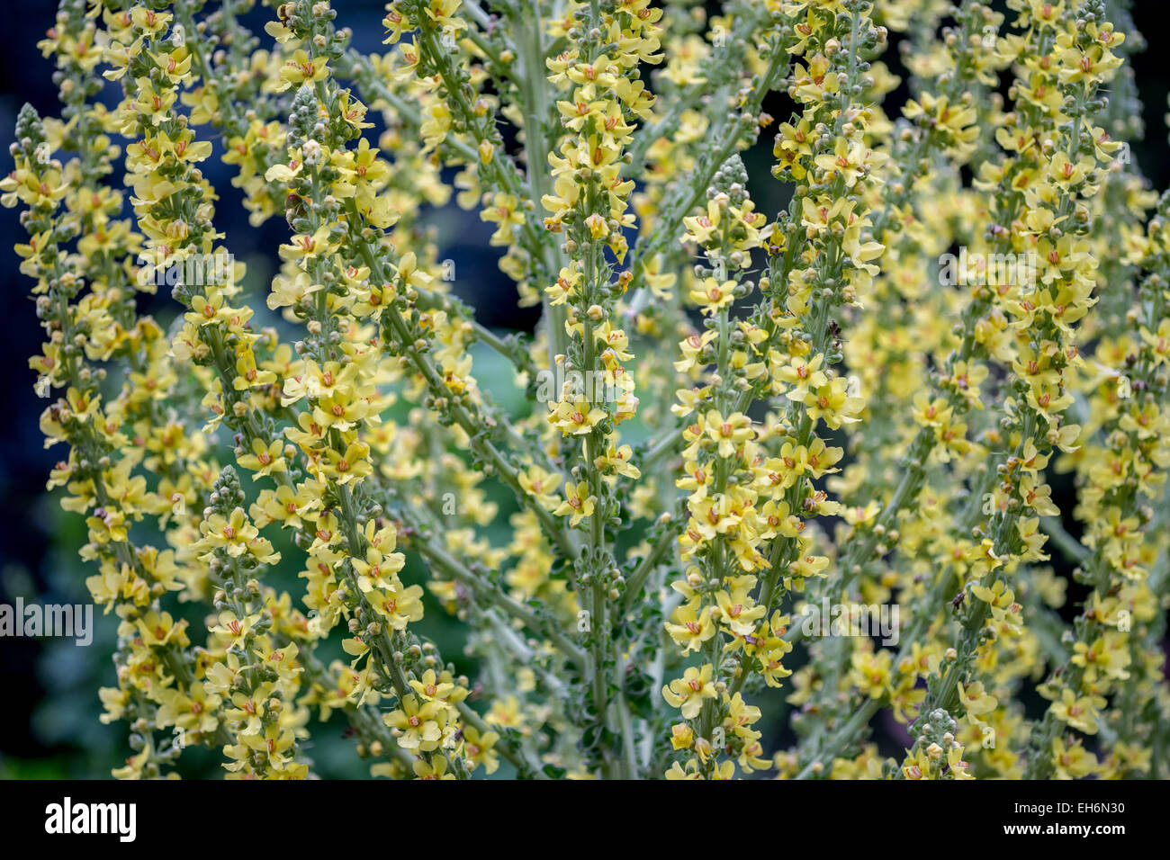 Königskerze, samt Pflanze in voller Blüte Verbascum olympicum Stockfoto