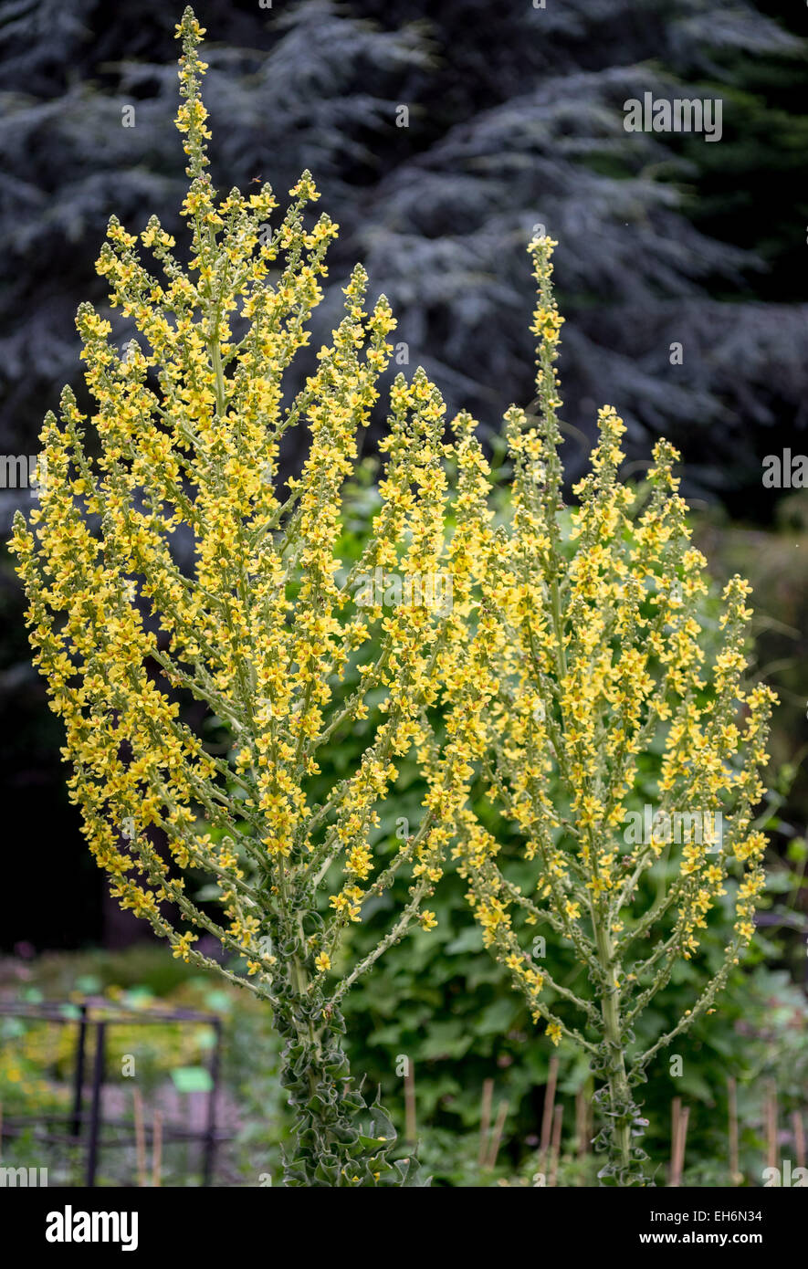 Königskerze, samt Pflanze in voller Blüte Verbascum olympicum Stockfoto