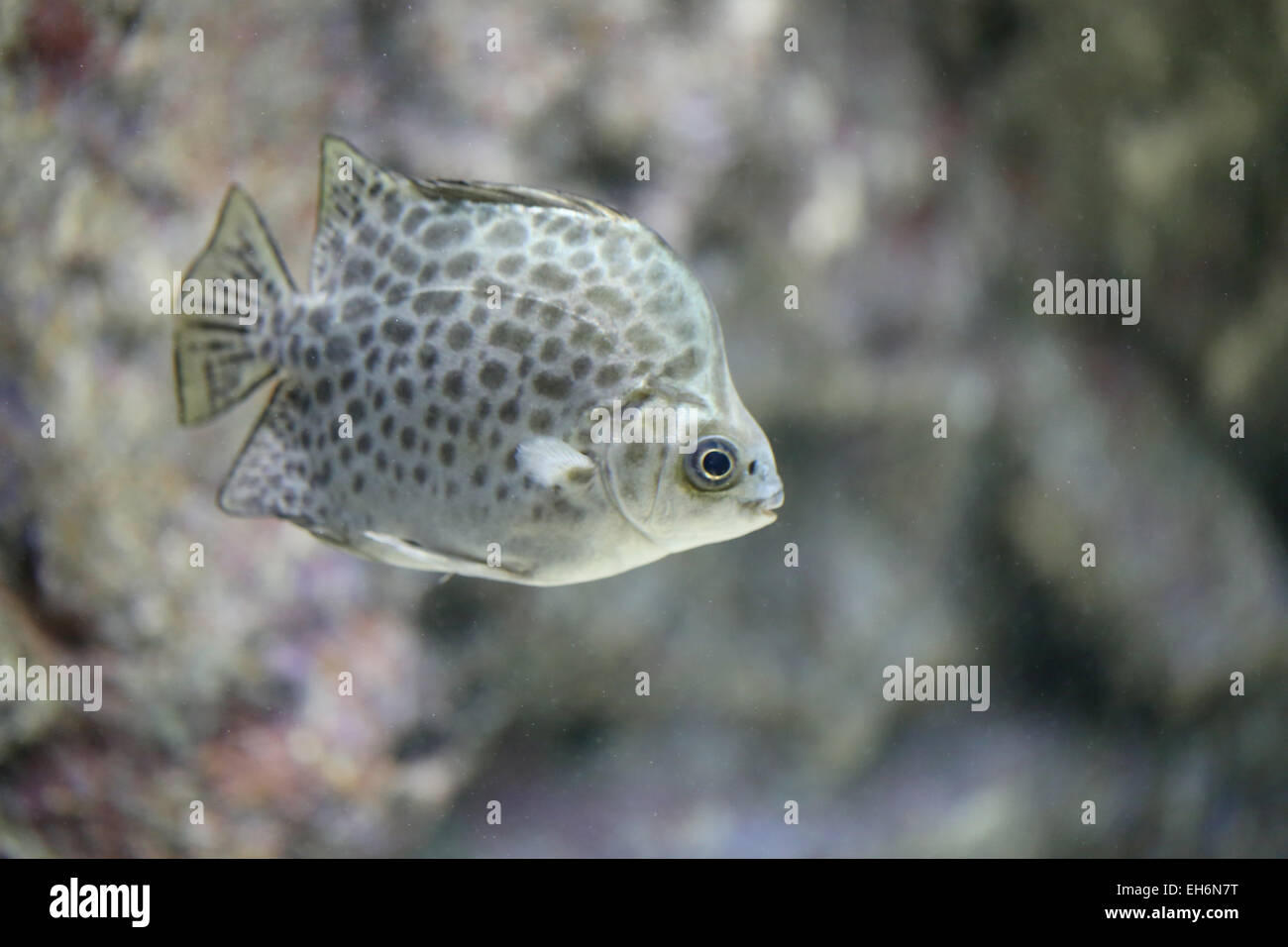 Gefleckte Scat oder grün scat im Aquarium. Stockfoto