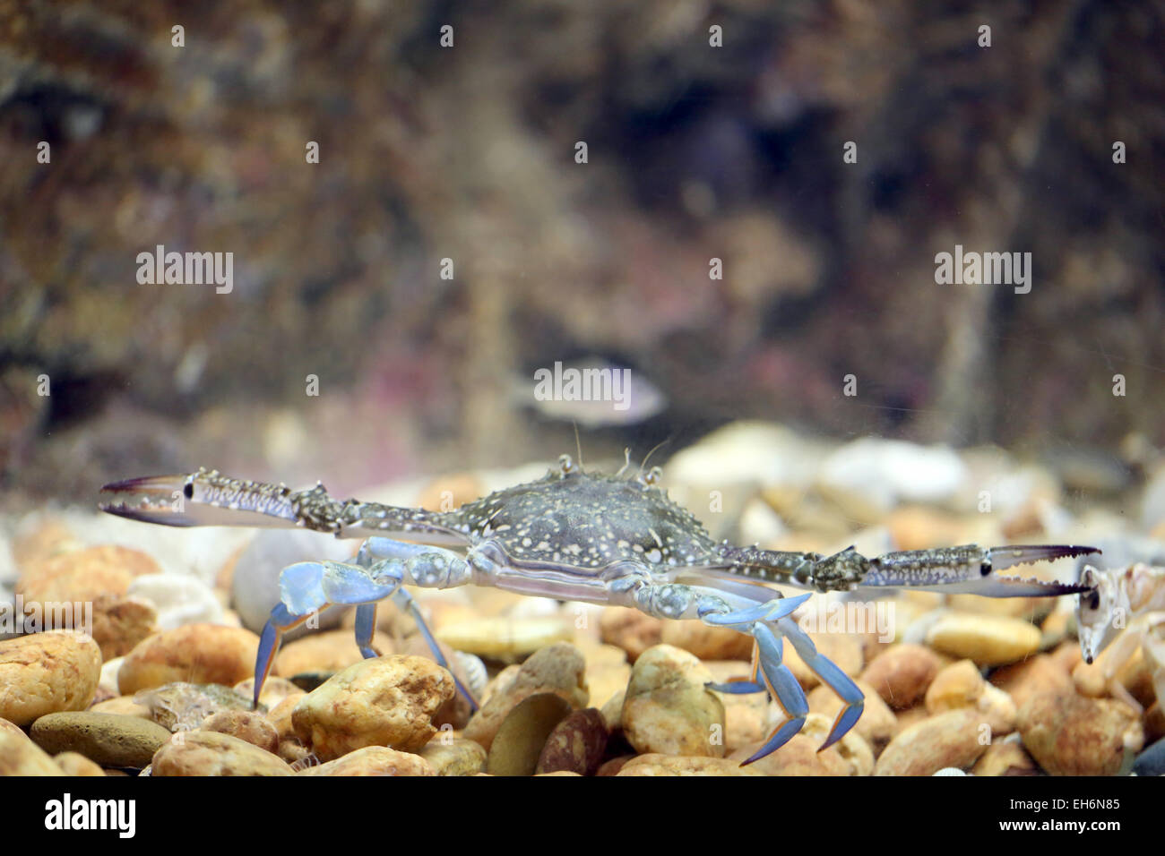 Blume-Krabbe oder blaue Krabbe im Aquarium. Stockfoto