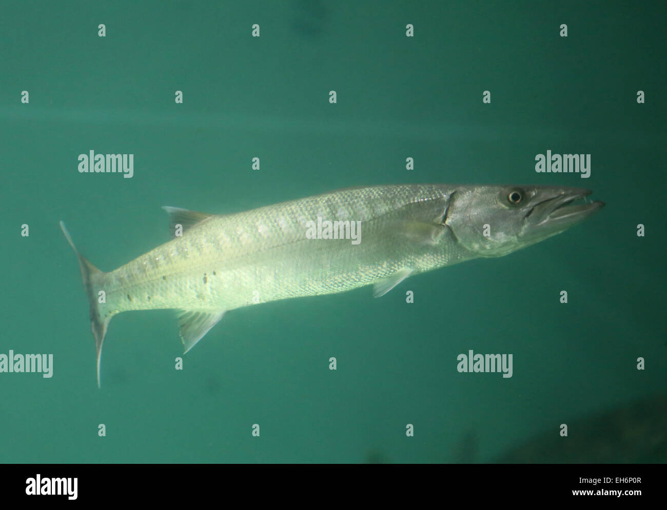 Dies ist ein Barracuda oder Seehecht Fisch im Aquarium. Stockfoto