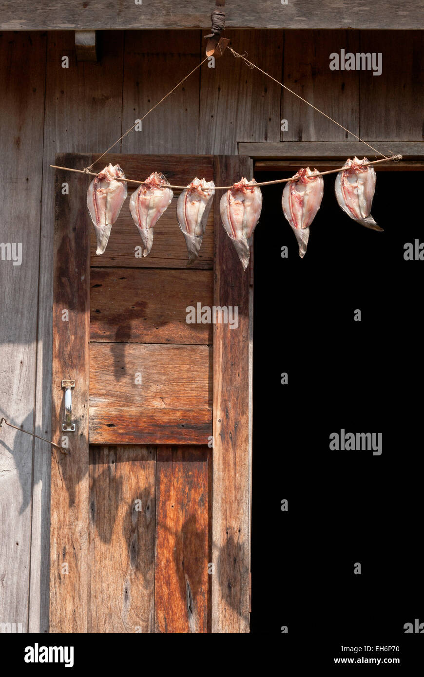 Gefangen Fisch Fillierte und hängen zum Trocknen, Ywama Dorf, Inle-See, Myanmar (Burma), Asien Stockfoto