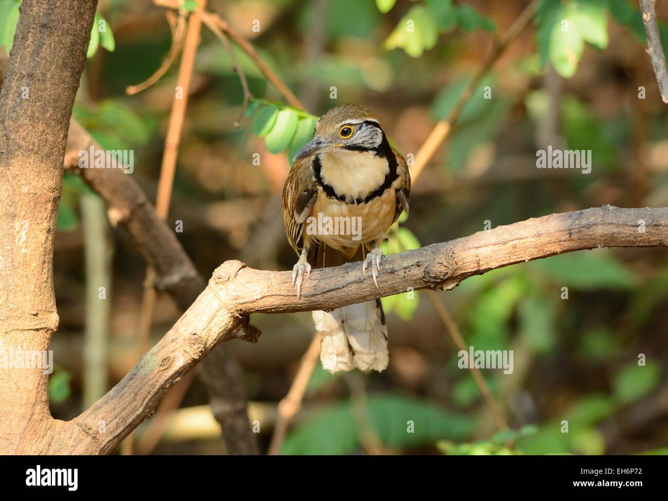 schöne größere Necklaced Laughingthrush (Garrulax Pectoralis) im Huay Kha Khaeng Wildlife Sanctuary, Thaland Stockfoto