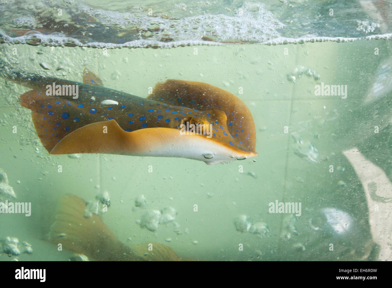 Einen bunten Strahl Fisch, in einer Aqvarium. In Vietnam Stockfoto