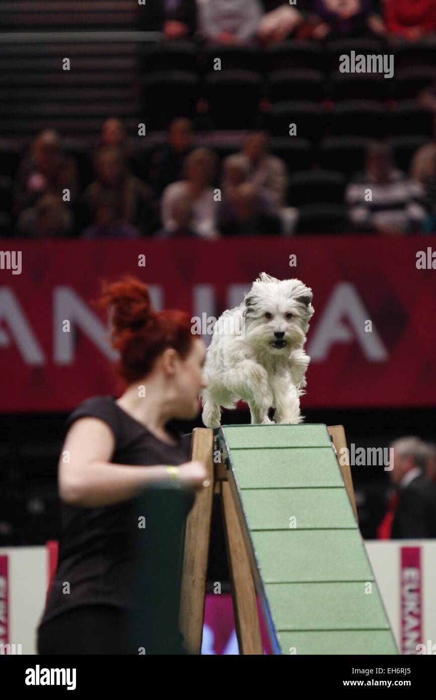 Birmingham, Vereinigtes Königreich. 8. März 2015. Pudsey, Gewinner von Britains Got Talent Teilnahme an die Agilität bei der Crufts in Birmingham, UK. Bildnachweis: Jon Freeman/Alamy Live-Nachrichten Stockfoto