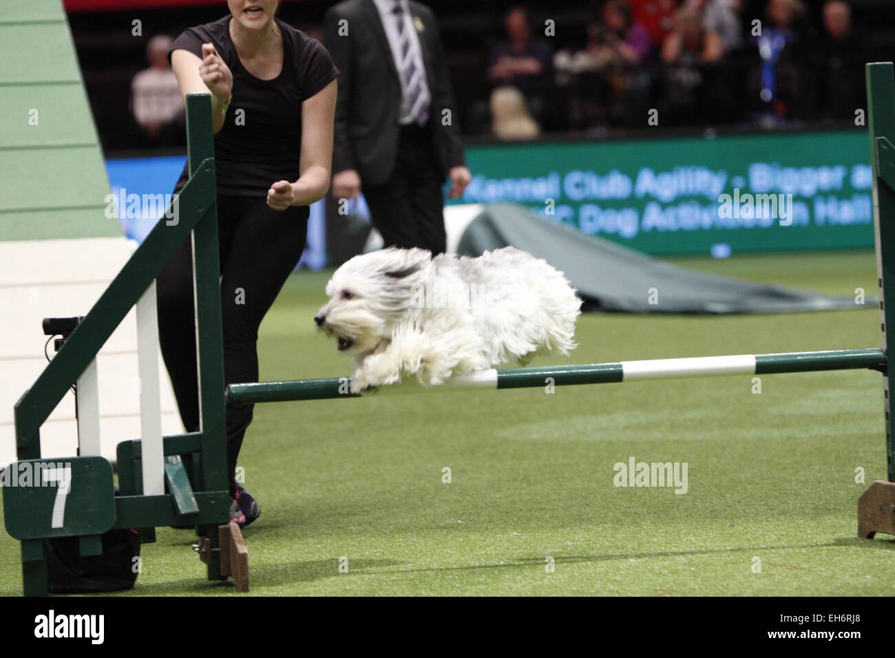 Birmingham, Vereinigtes Königreich. 8. März 2015. Pudsey, Gewinner von Britains Got Talent Teilnahme an die Agilität bei der Crufts in Birmingham, UK. Bildnachweis: Jon Freeman/Alamy Live-Nachrichten Stockfoto