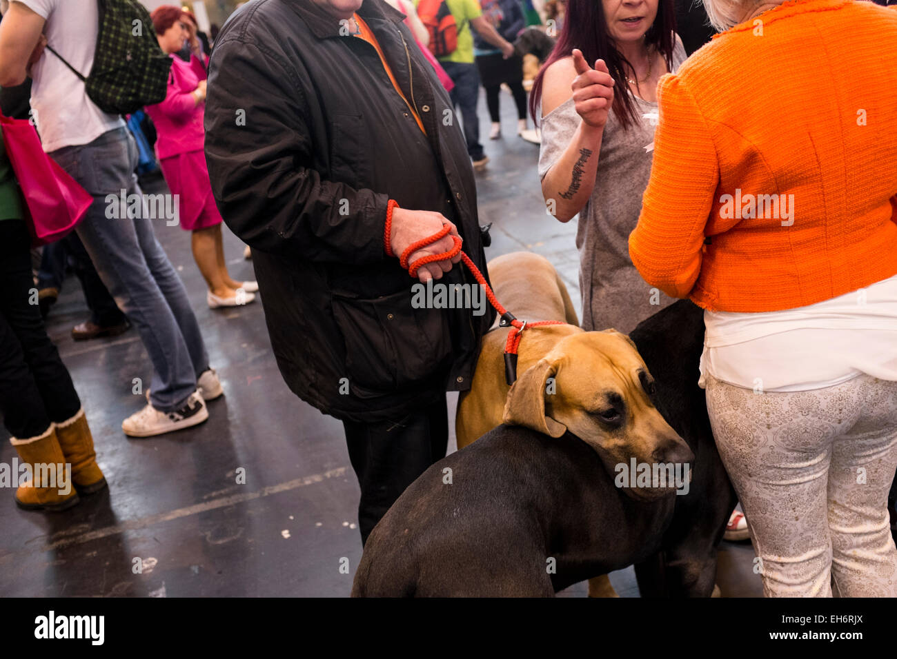 Birmingham, Vereinigtes Königreich. 6. März 2015. Erstmals im Jahre 1891 statt, Crufts wird gesagt, die größte Messe ihrer Art in der Welt, die jährliche viertägige Veranstaltung bietet Tausende von Hunden, mit Konkurrenten aus Ländern rund um den Globus reisen teilzunehmen und wetteifern um den begehrten Titel des "Best in Show" Credit: Mike Abrahams/Alamy Live News Stockfoto