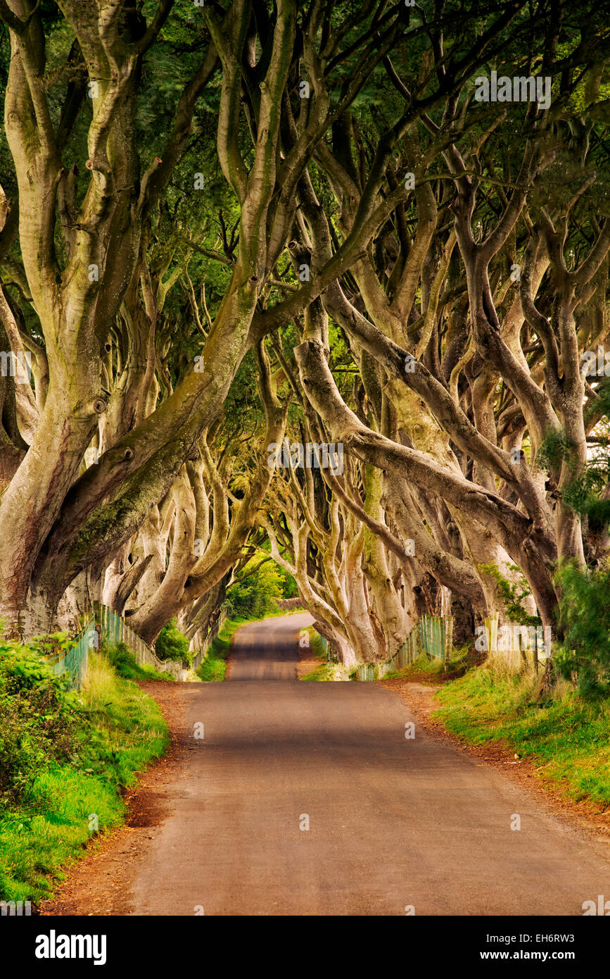 Die dunklen Hecken. Ländliche Buche von Bäumen gesäumten Straße in Irland. Stockfoto