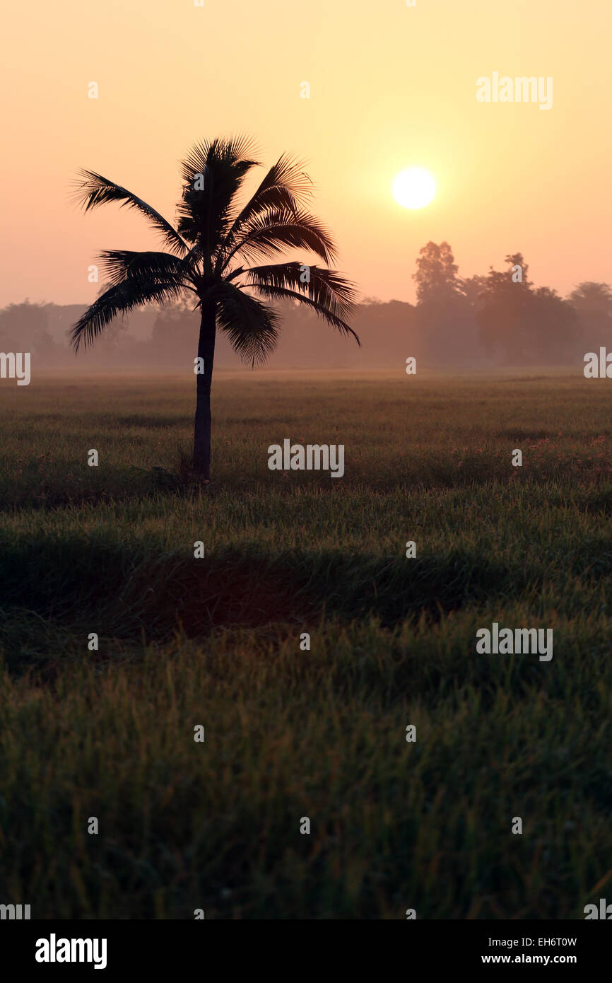 Kokospalmen und Reisfeldern in der Silhouette für natürlichen Hintergrund. Stockfoto