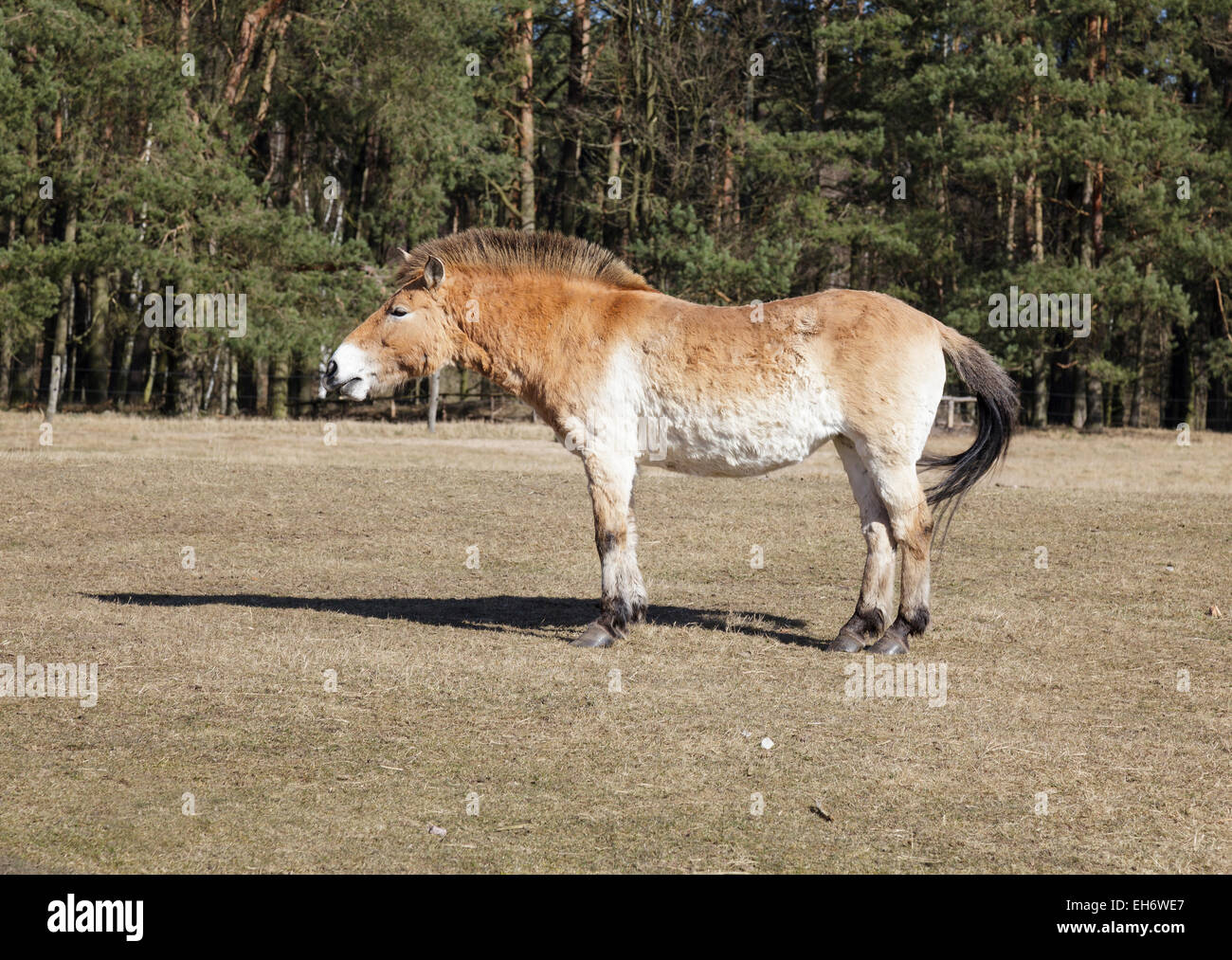 Przewalski Pferd Stockfoto