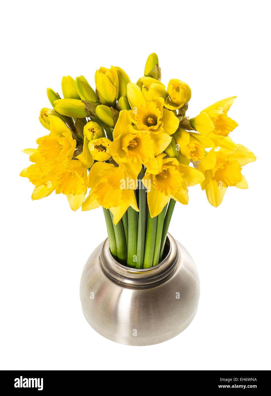 Frische Frühlingsluft Narzisse Blumen in einer Vase auf weißem Hintergrund Stockfoto