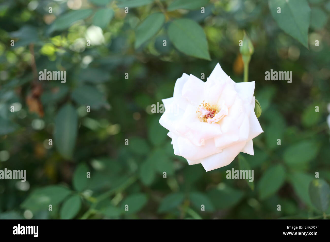 Weiße Rosen im Garten. Stockfoto