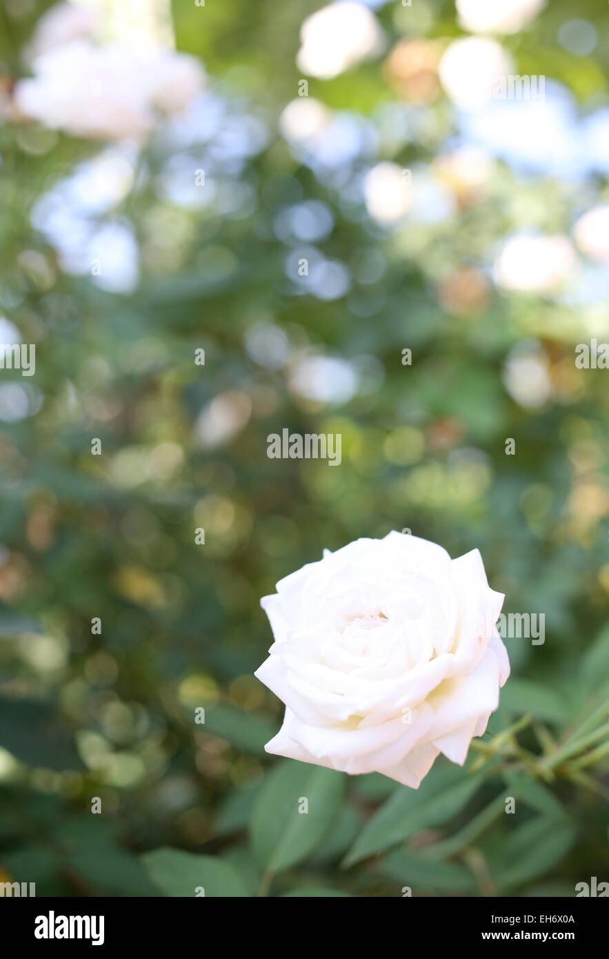 Weiße Rosen im Garten. Stockfoto