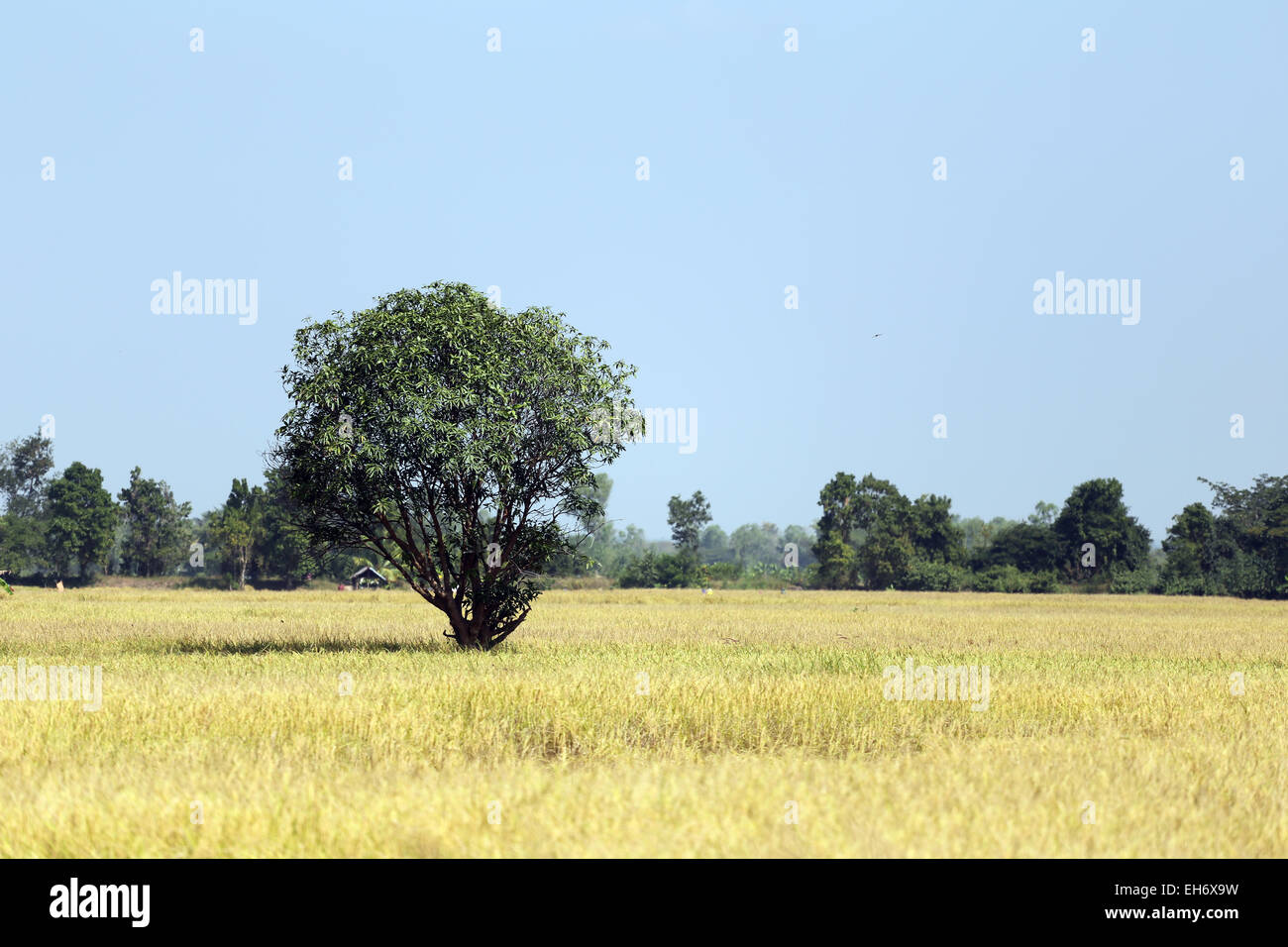 Reis Felder im ländlichen Thailand. Stockfoto