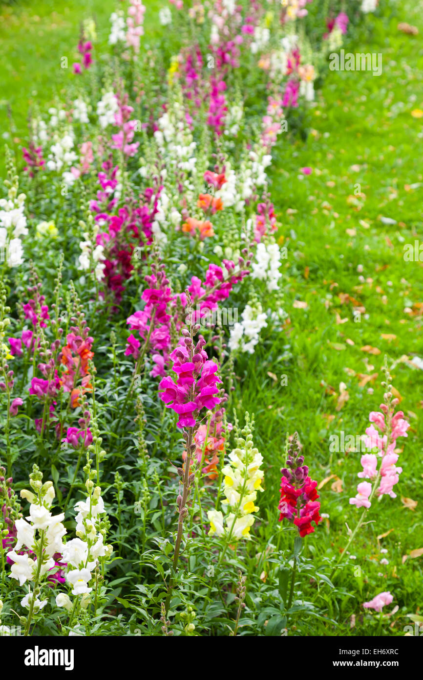 Bunte Sommerblumen im Park. Vertikale Fotohintergrund Stockfoto