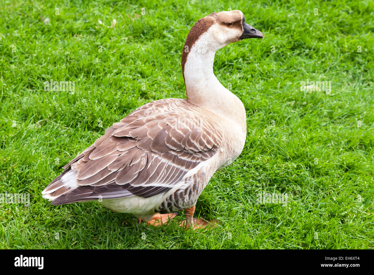 Große braune Graugans steht auf dem grünen Rasen Stockfoto