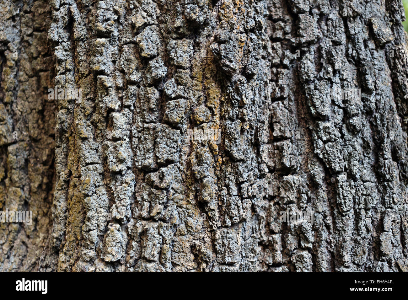 Rinde der großen Bäume im Wald. Stockfoto