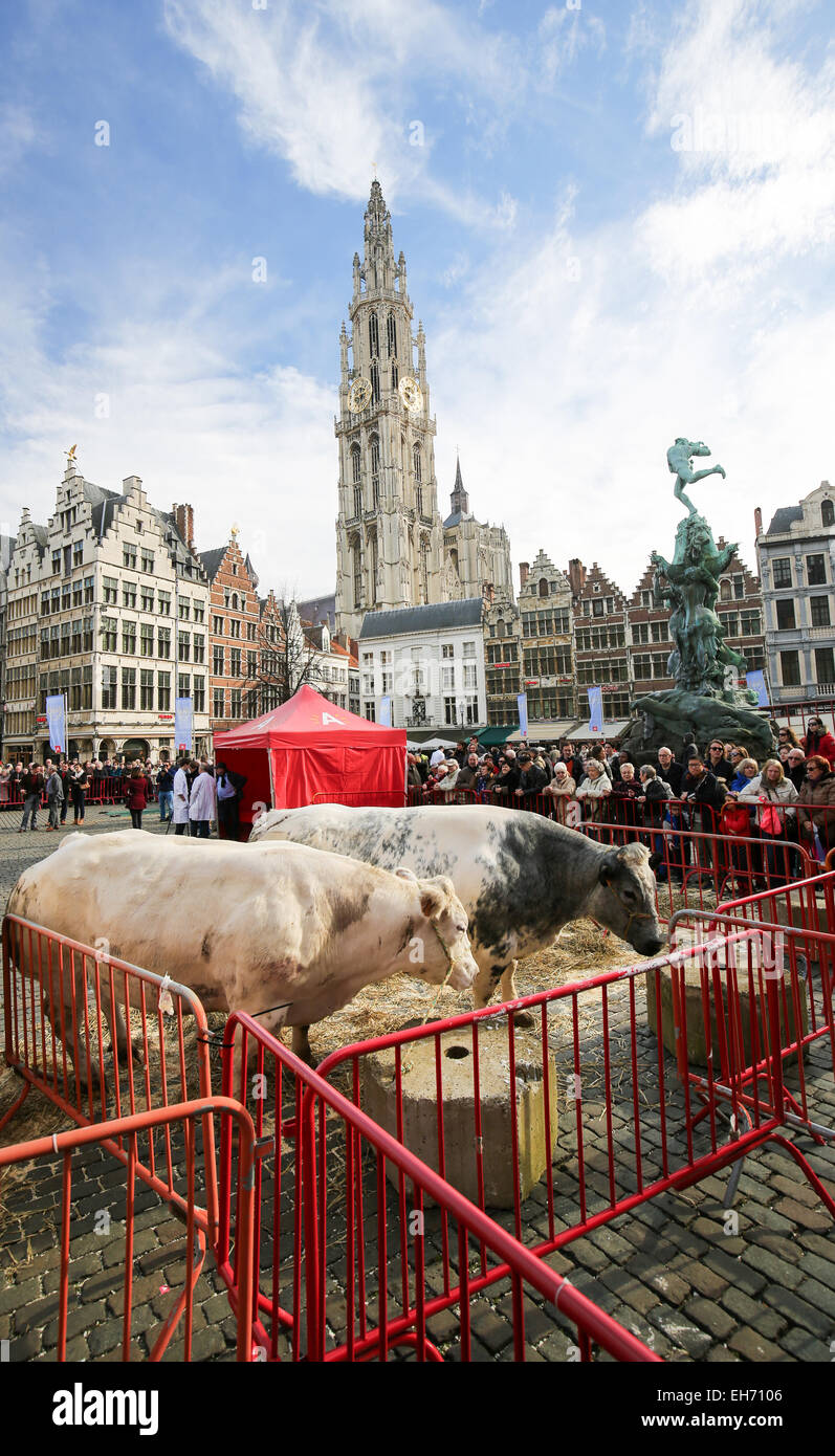 Antwerpen, Belgien - 7. März 2015: Vieh auf dem Display in einer traditionellen Metzgerei Weltausstellung auf dem Grote Markt in Antwerpen, Belgien, w Stockfoto