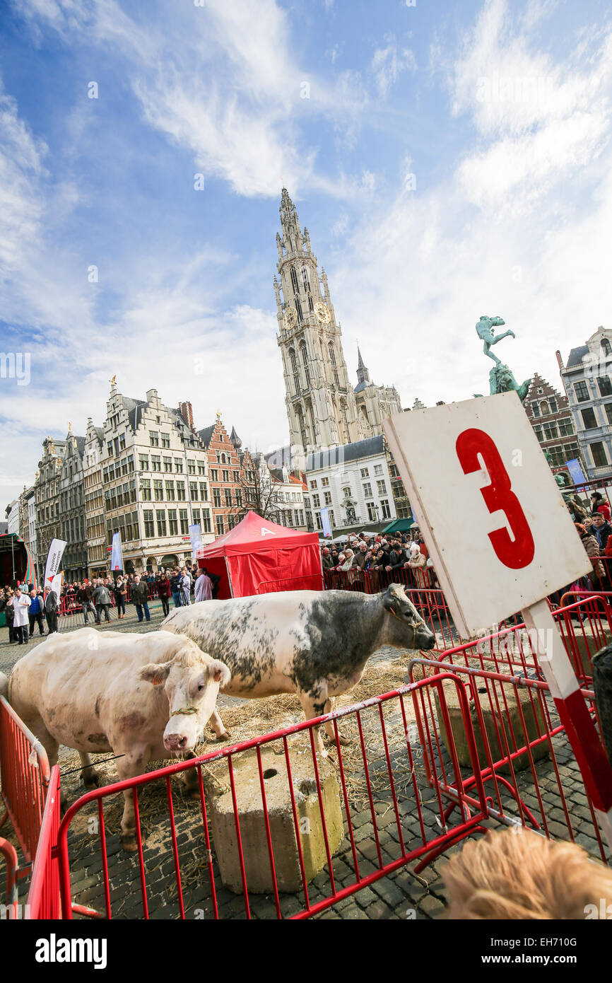 Antwerpen, Belgien - 7. März 2015: Vieh auf dem Display in einer traditionellen Metzgerei Weltausstellung auf dem Grote Markt in Antwerpen, Belgien, w Stockfoto