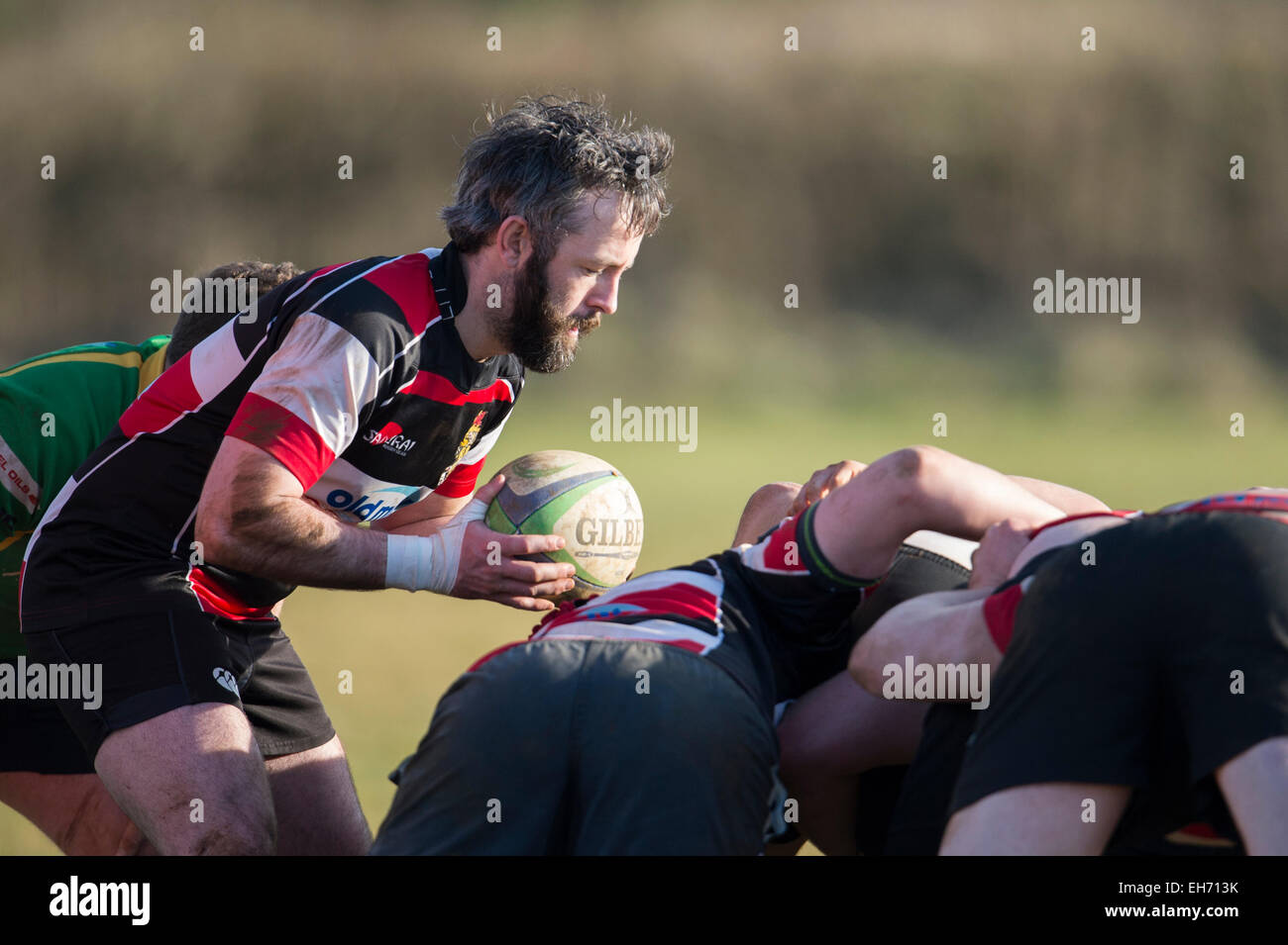 Rugby-Scrum halb in Aktion - Dorset - England. Stockfoto