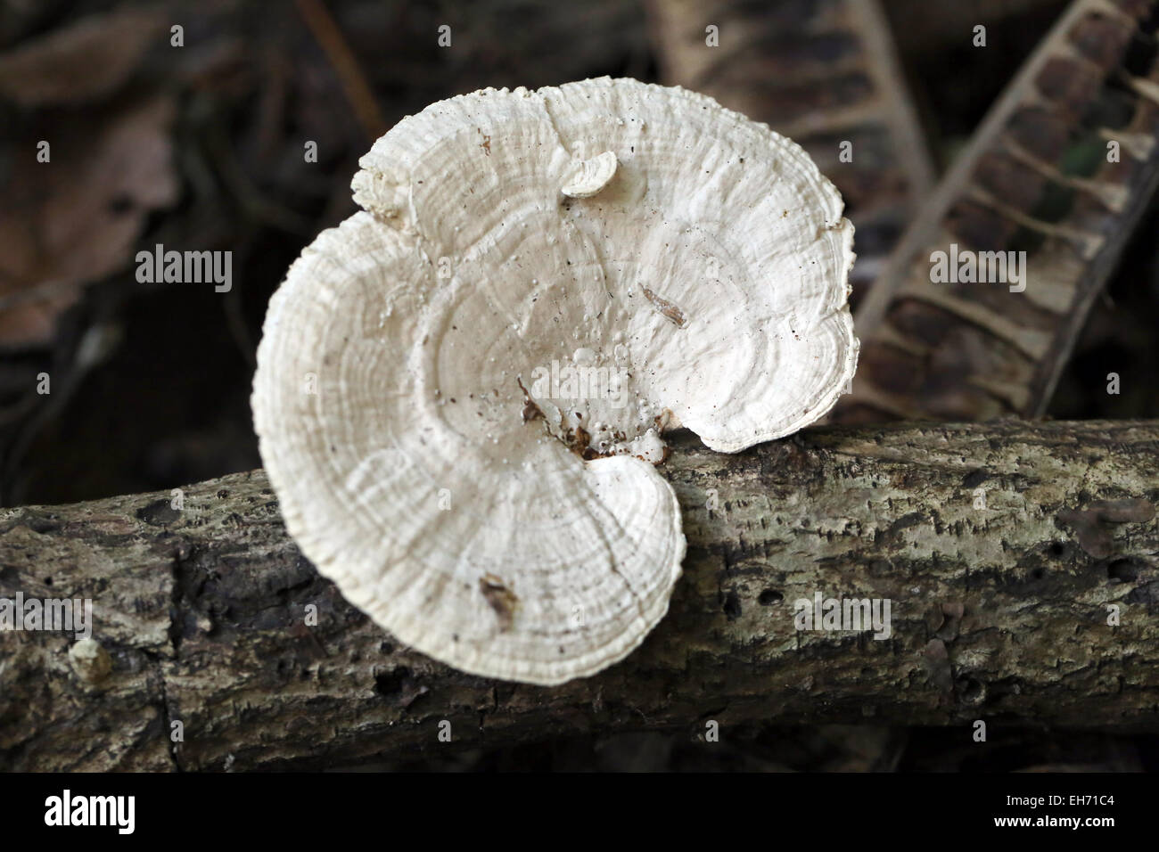 Moos Auf Totholz Fotos Und Bildmaterial In Hoher Aufl sung Alamy moos-auf-totholz-fotos-und-bildmaterial-in-hoher-aufl-sung-alamy