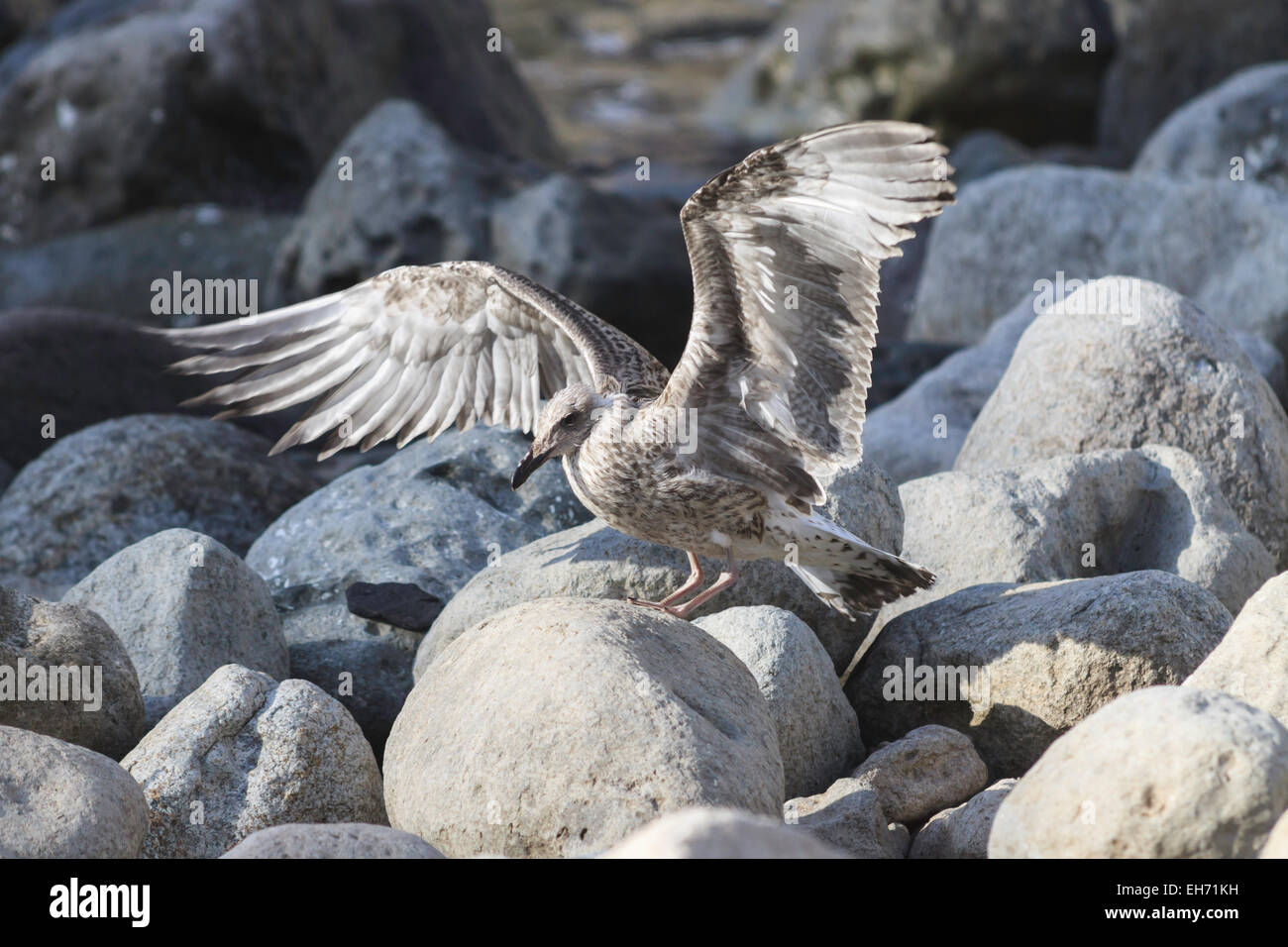 Möwe auf Steinen Stockfoto