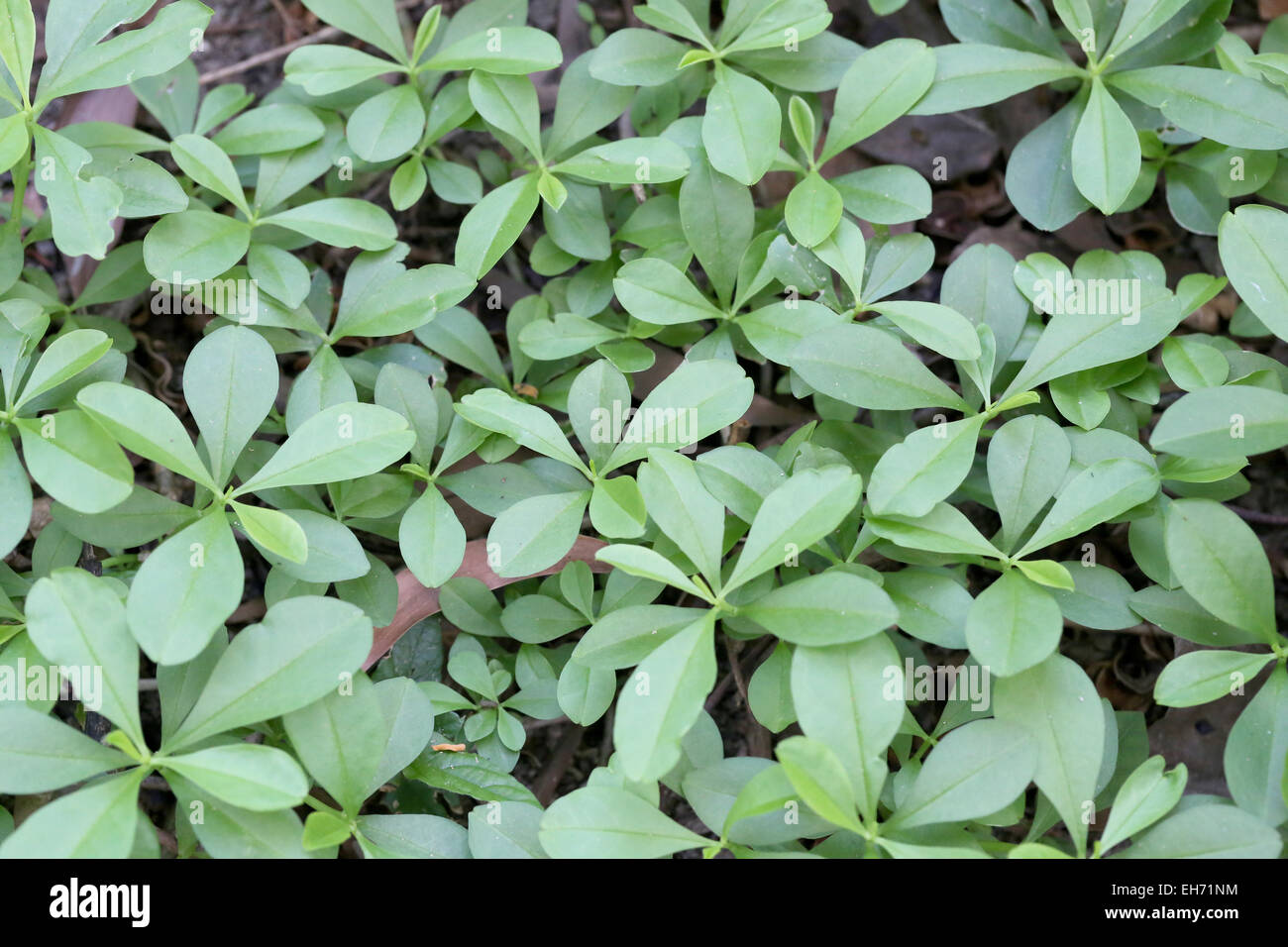 Konzentrieren Sie sich die Bäume mit grünen Blättern. Stockfoto