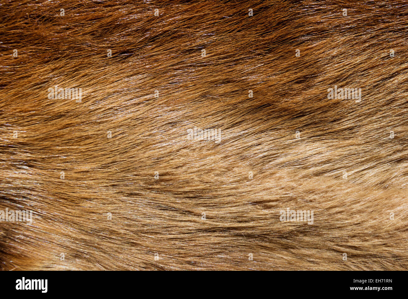 brauner Biber Fell Textur Hintergrundbild Stockfoto