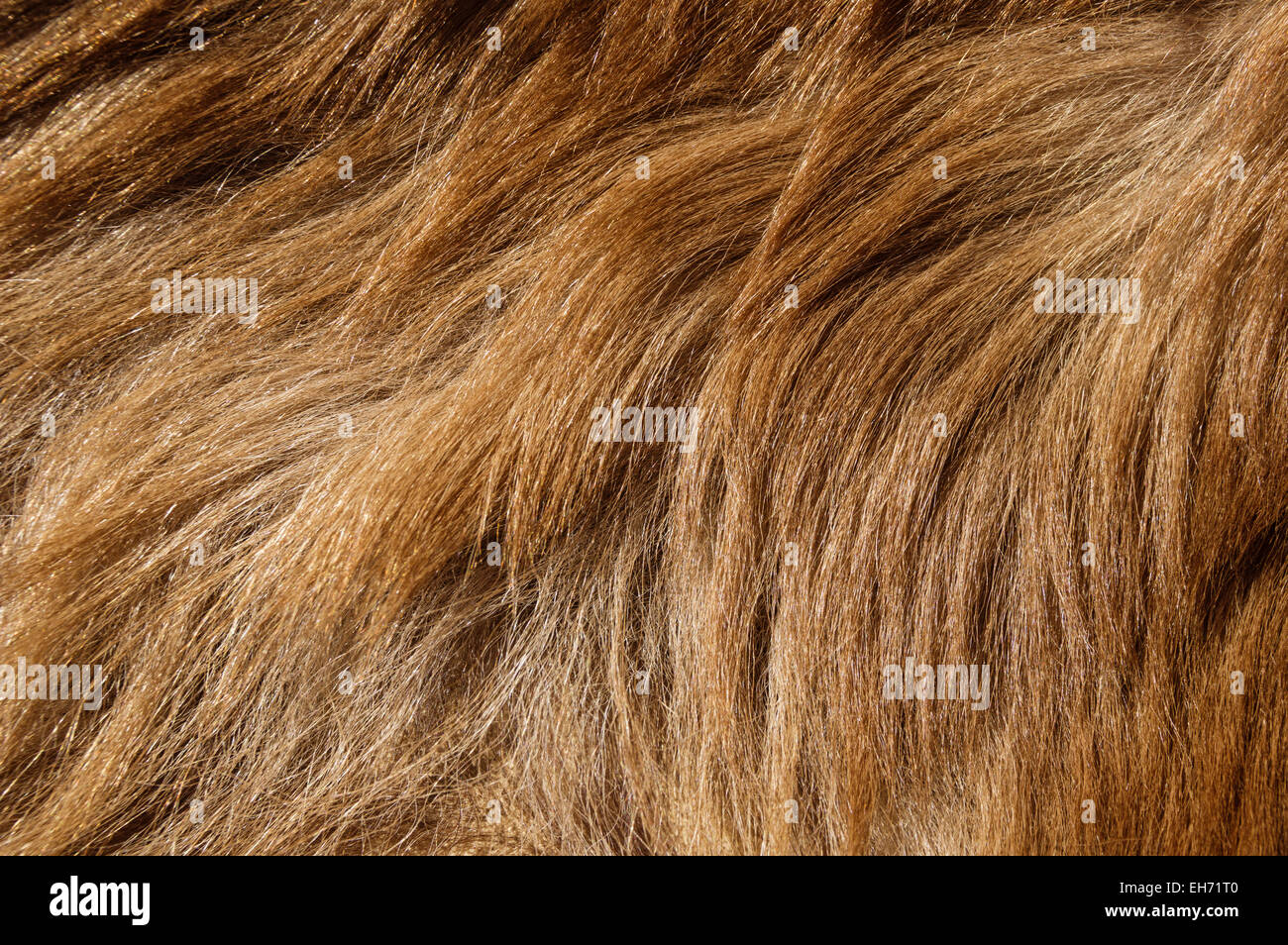 braun gefärbten Schwarzbär Fell Textur Hintergrundbild Stockfoto
