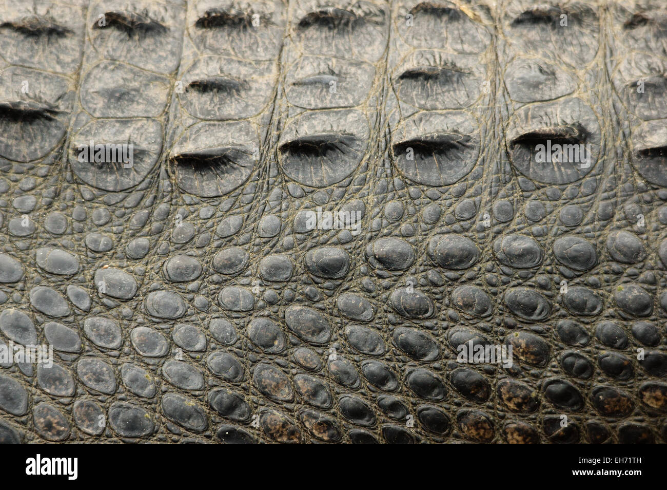 Amerikanischer Alligator Hintergrundtextur Seite zeigt Haut und Schuppen zurück Stockfoto
