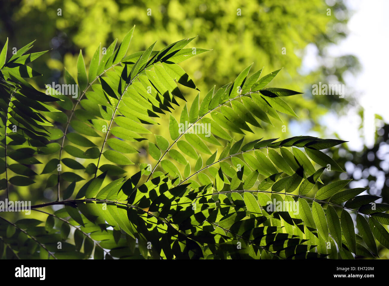 Blätter im Garten Morgensonne. Stockfoto