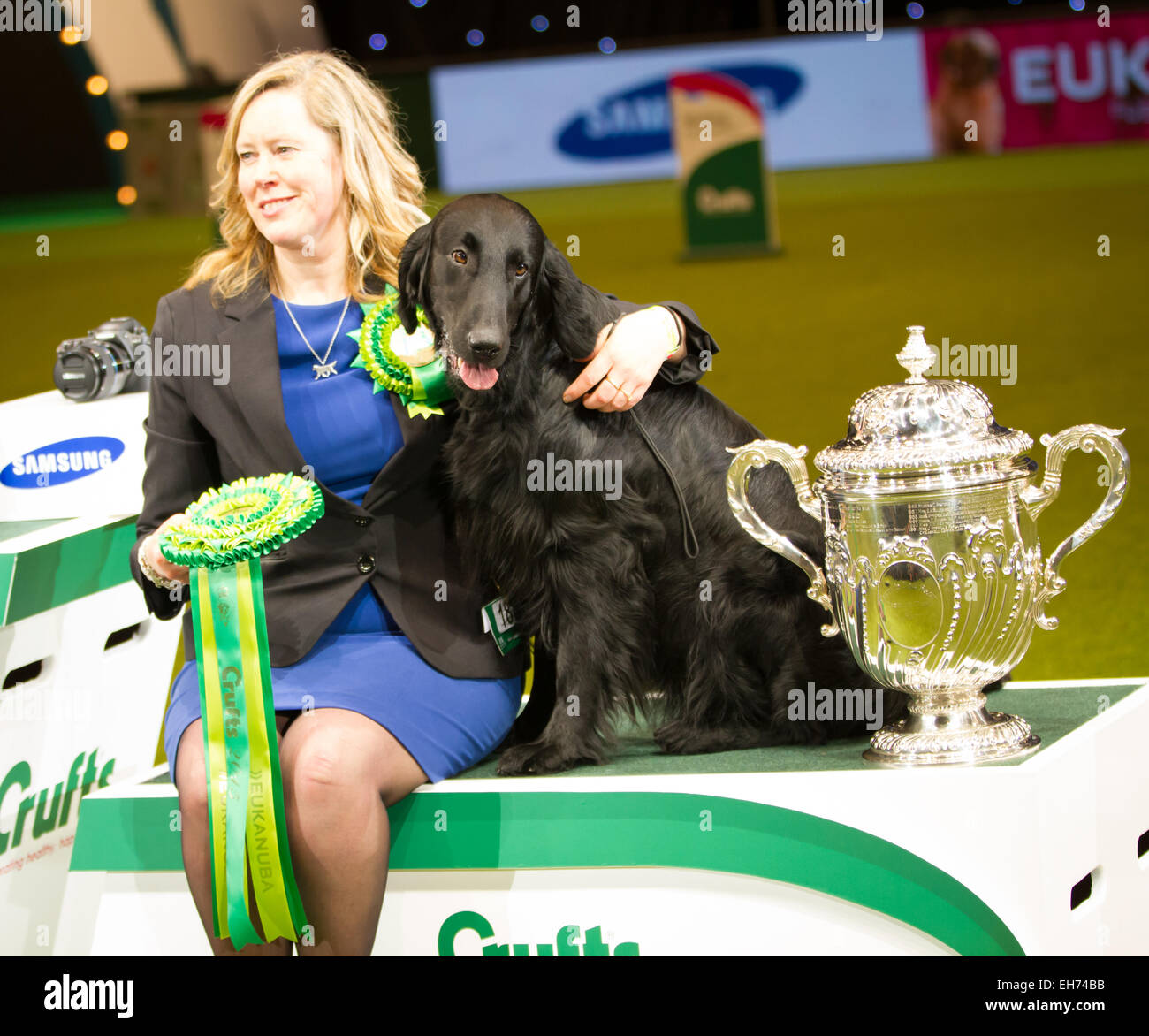 Birmingham, Vereinigtes Königreich. 8. März 2015. Crufts Best in Show Gewinner 2015 im NEC in Birmingham - Dublin Runner-up Best in Show. Flat Coat Retriever Credit: Steven Reh/Alamy Live News Stockfoto