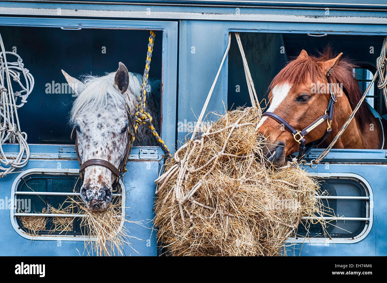 Pferdevorführung Wettbewerb. Stockfoto