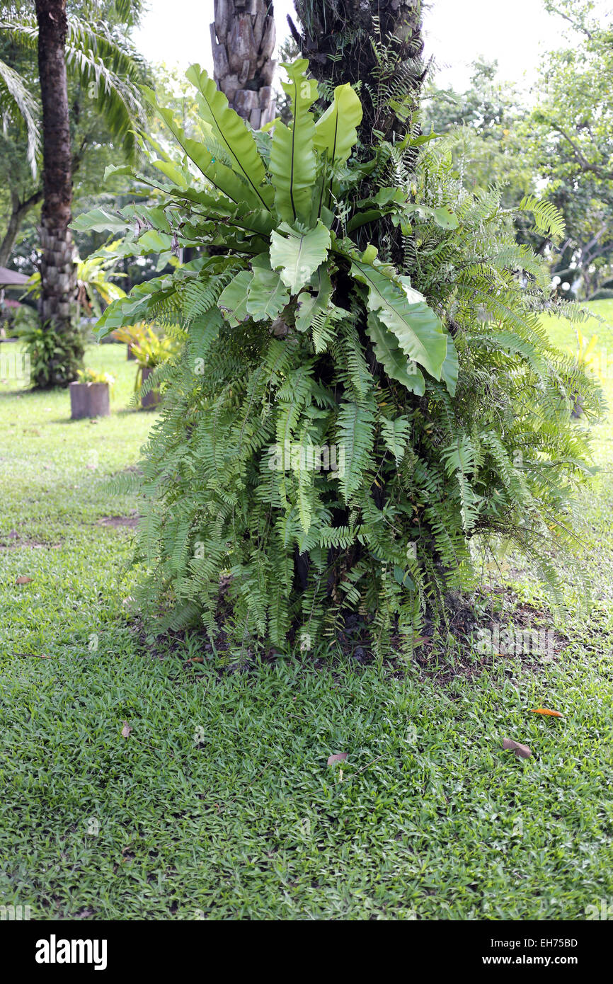 Grüne Farn Blätter im Garten. Stockfoto