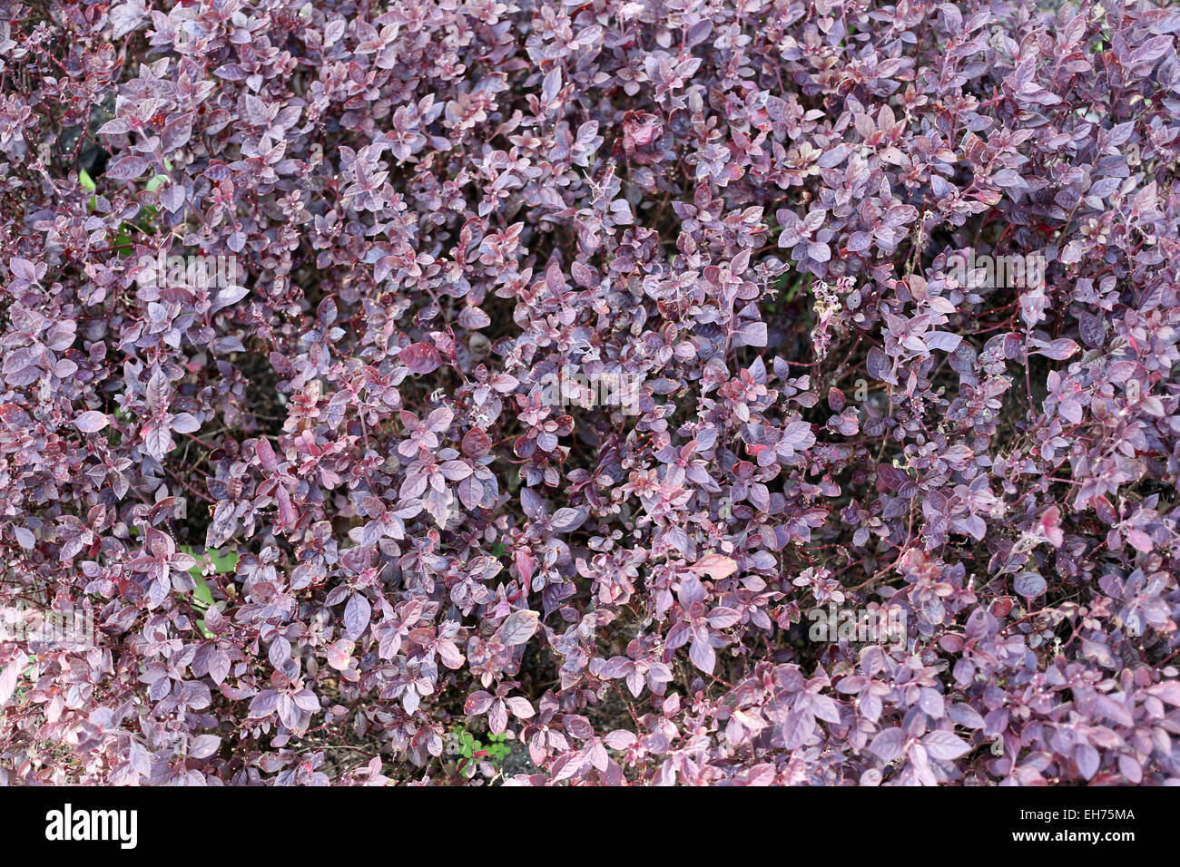 Purple leaves Fotos und Bildmaterial in hoher Auflösung Alamy