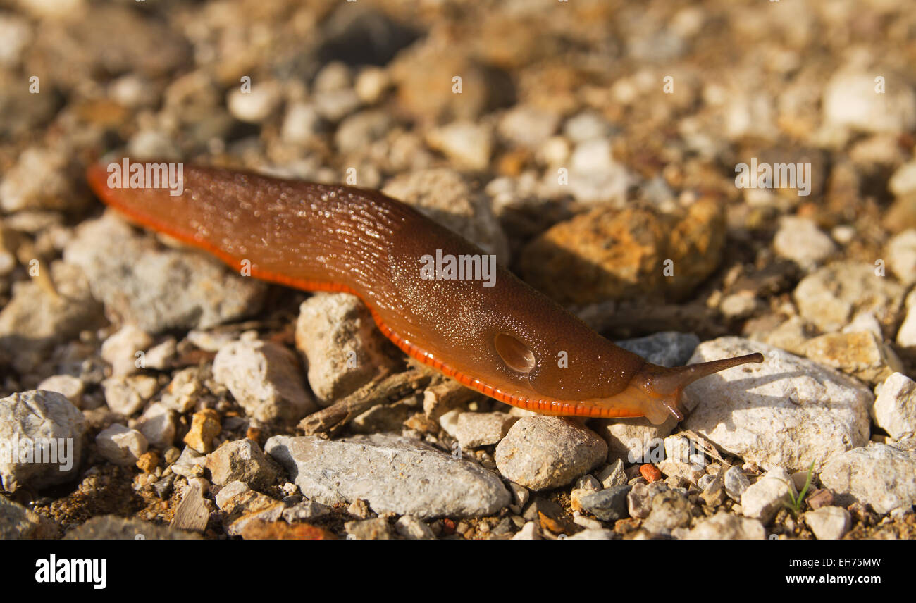 Orange und braune Schnecke Stockfoto