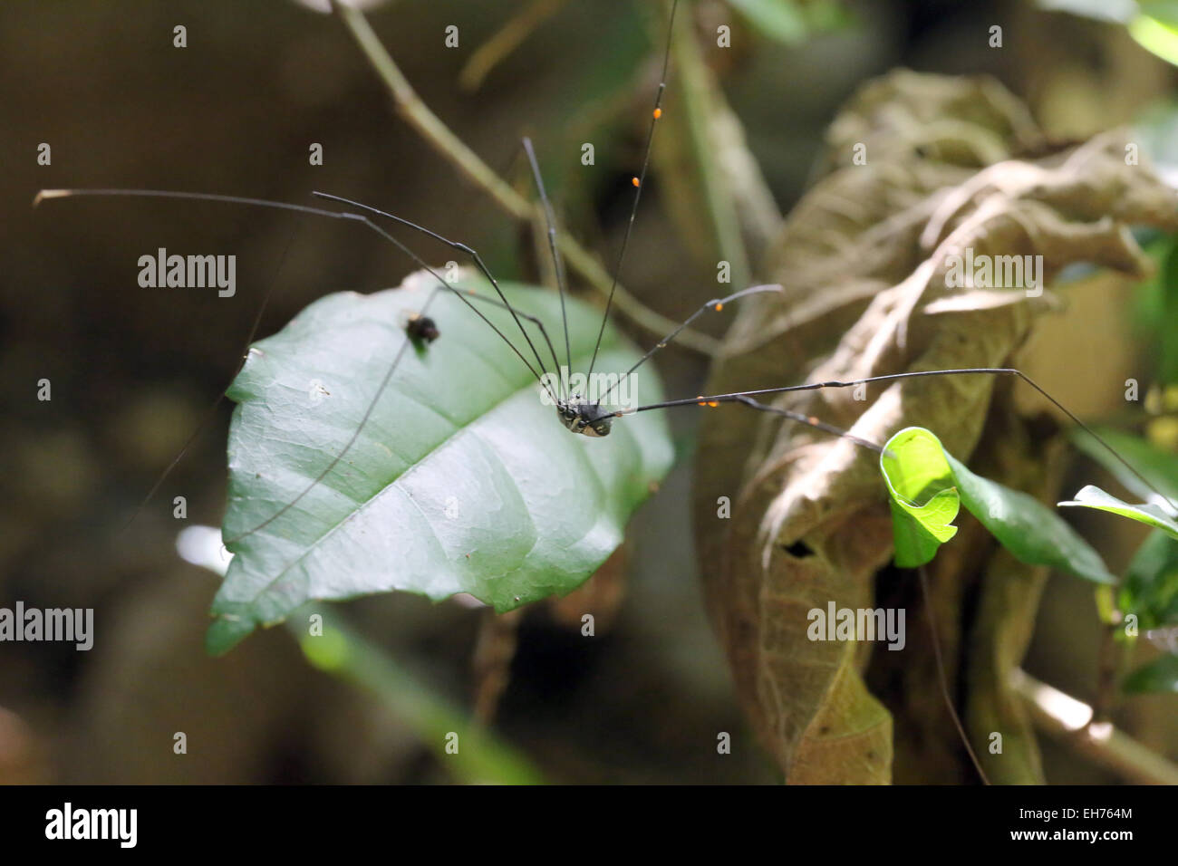 Lange Spinnenbeine in freier Wildbahn. Stockfoto