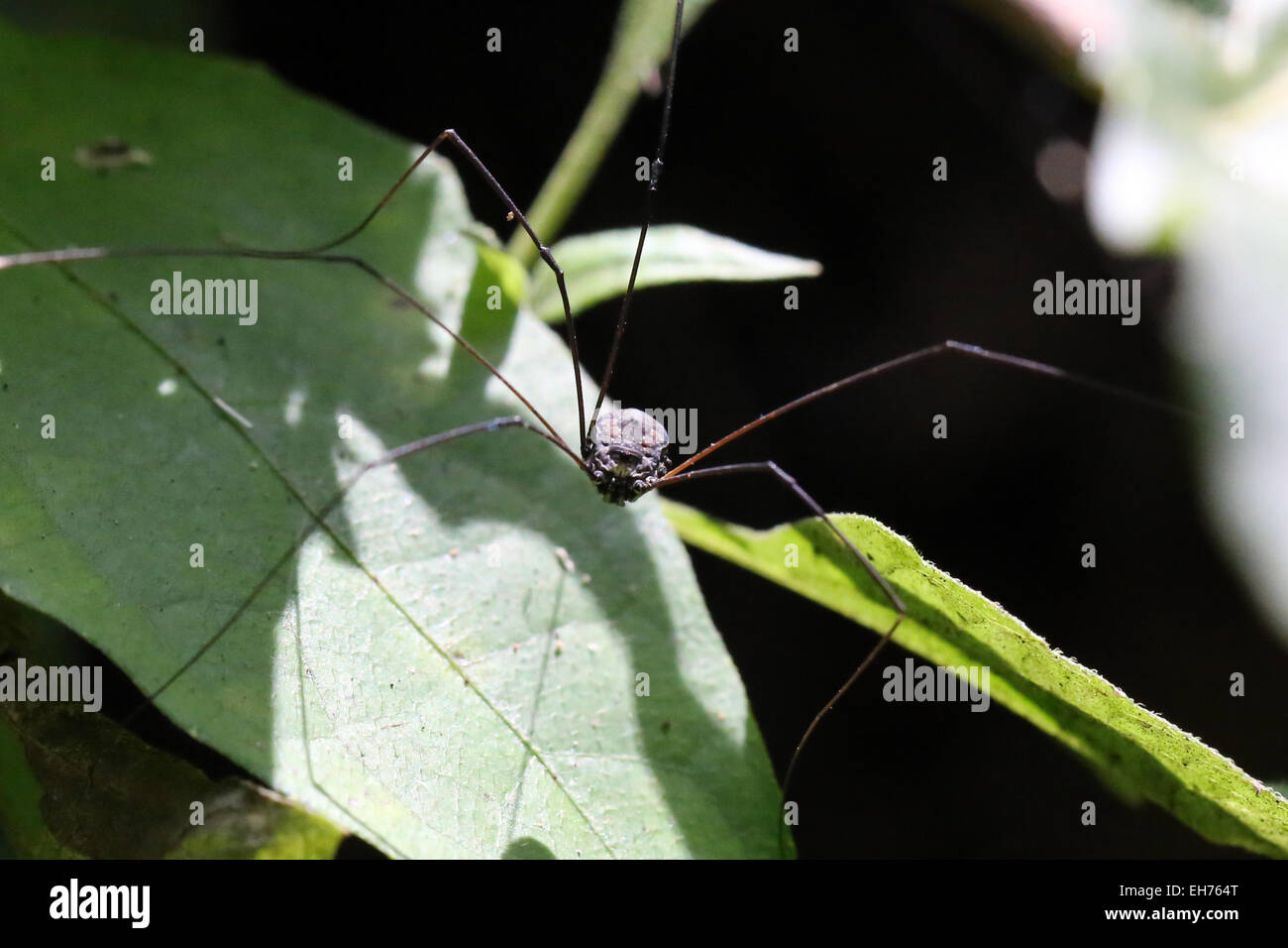 Lange Spinnenbeine in freier Wildbahn. Stockfoto