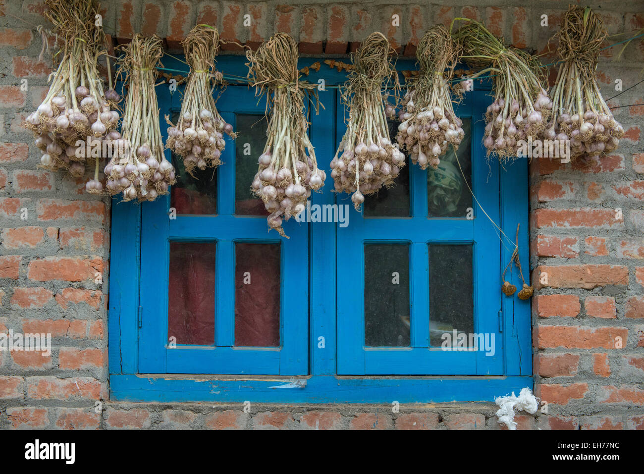 Blaue Fenster auf Ziegelwand mit Knoblauch hängend, Panauti Stockfoto