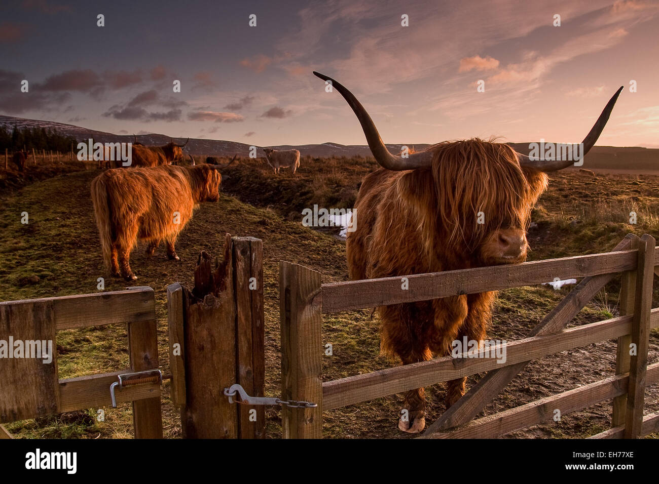 Highland Cow Stockfoto