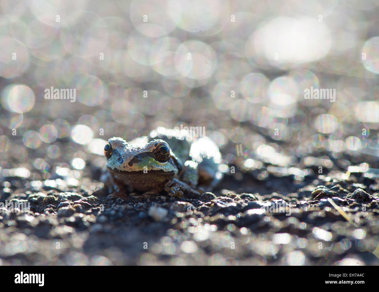 Roseburg, Oregon, USA. 8. März 2015. Eine Pacific Laubfrosch hält beim Überqueren einer Landstraße in der Nähe von Roseburg im südwestlichen Oregon. © Robin Loznak/ZUMA Draht/Alamy Live-Nachrichten Stockfoto