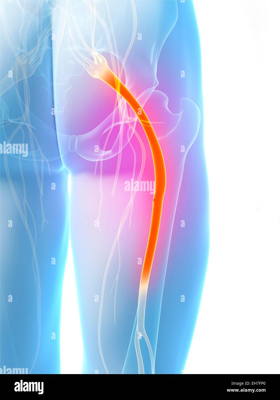Der Ischiasnerv, artwork Stockfoto
